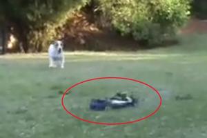 URNEBESNI VIDEO! Psi su u svom dvorištu ugledali veliku napast i krenuo je RAT do istrebljenja (VIDEO)