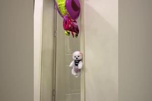 AU KAKVA NEVOLJA! Preslatki maleni pas visi na balonima, samo što ne odleti (VIDEO)