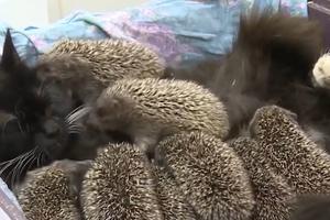 ČUDO KAKVO NISTE VIDELI! Mačka usvojila osam ježića i doji ih kao da im je prava majka! (VIDEO)