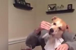 ON JEDE ŠPAGETE RUKAMA I ČITA KNJIGU! Genijalne sposobnosti ovog psa će vas raspametiti! (VIDEO)