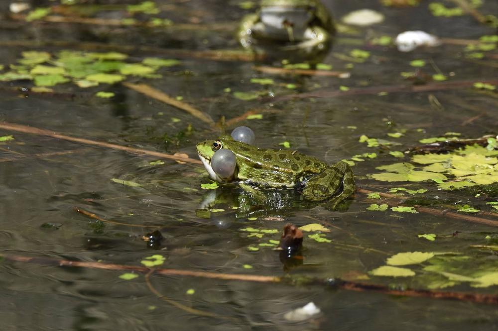 NA SNAZI NOVA ZABRANA U SRBIJI: Ne smete da pipnete zelene žabe, ni male ni velike! Ali ni puževe ni medicinske pijavice
