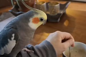KADA JE ČUO ZVUK KAŠIKE, ODLEPIO JE! Pogledajte šta je papagaj u stanju da uradi! (VIDEO)