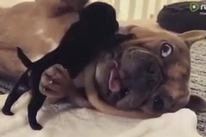 KAKO LI GA SAMO TRPI!? Tek rođeno štene mopsa ne prestaje da urniše francuskog buldoga! (VIDEO)