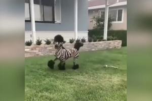 STVARNO ODVRATNO! Vlasnici pudlu ofarbali da izgleda kao zebra (VIDEO)