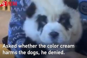 DA LI SU OVI LJUDI NORMALNI? Farbali pse, da bi izgledali kao pande! (VIDEO)