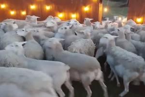 NENAJAVLJENA POSETA? Stampedo od 200 ovaca napravio pometnju u porodičnom domu! (VIDEO)