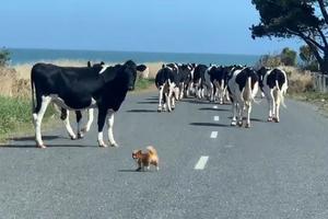 NEMA NI DVE KILE, A SREDIO STADO OD 20 KRAVA! Čivava pokazala da autoritet uopšte ne zavisi od veličine! (VIDEO)