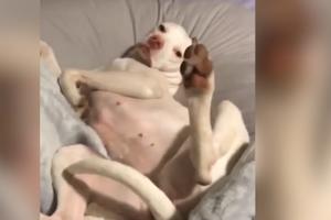 SAD JE MOJ! Smešni pas prisvojio trudnički jastuk, legao i ne pada mu na pamet da se pomeri! (VIDEO)