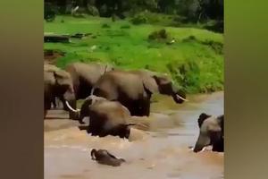 O NE MALO SLONČE JE PONELA OGROMNA BUJICA VODE! Evo da li ga je majka spasila i šta su ostali slonovi radili (VIDEO)