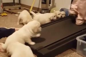 KAO PROFI SPORTISTI! Šest preslatkih debelih štenaca labradora grabi na traku za trčanje i ne odustaju! (VIDEO)