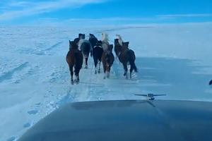 OVOME SE NIJE NADAO! Kamiondžiju na pustom putu prekrivenom snegom presrelo deset divljih konja! (VIDEO)