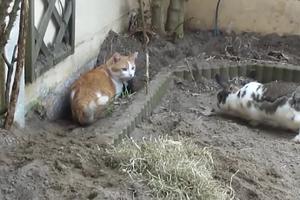 MALI BEZOBRAZNI ZEČEVI! Uporno diraju mačku i ne smiruju se dok je ne oteraju sa njenog mesta (VIDEO)