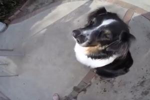OVO JE PRAVO SVETSKO ČUDO! Pronađen pas sa dva nosa! (VIDEO)