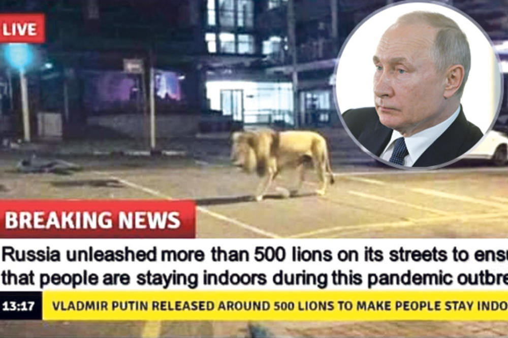 LAŽNA VEST SE ŠIRI INTERNETOM: Ne, Putin nije pustio 500 lavova na ulice da bi naterao građane na izolaciju!