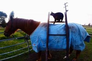 ZANIMLJIVO PRIJATELJSTVO! Mačka i konj nerazdvojni drugari! (VIDEO)
