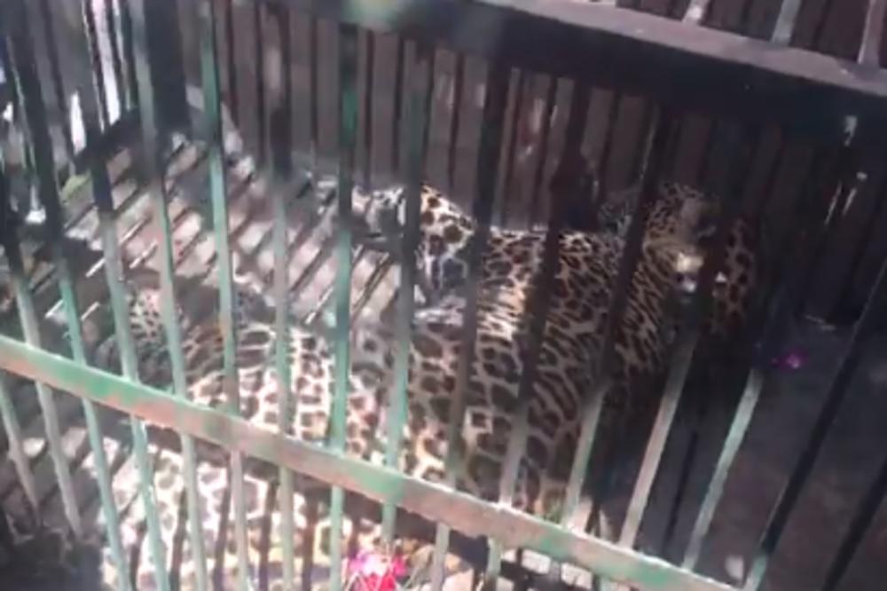 SVI SE ZAVUKLI U KUĆE, A NA ULICE IZAŠAO LEOPARD: Uhvatili ga posle 5 sati borbe (VIDEO)