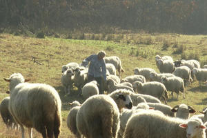 NA OBRONCIMA GOČA: Čopor pasa lutalica poklao 9 ovaca