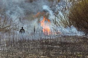 RASTE RADIJACIJA, GORI ŠUMA U ČERNOBILJU: Vatra se širi u evakuisanoj oblasti oko nuklearke