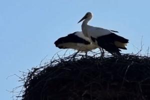 BELE RODE ZIMUJU U LESKOVCU Društvo za zaštitu ptica poziva građane: Nemojte ih hvatati ni uznemiravati