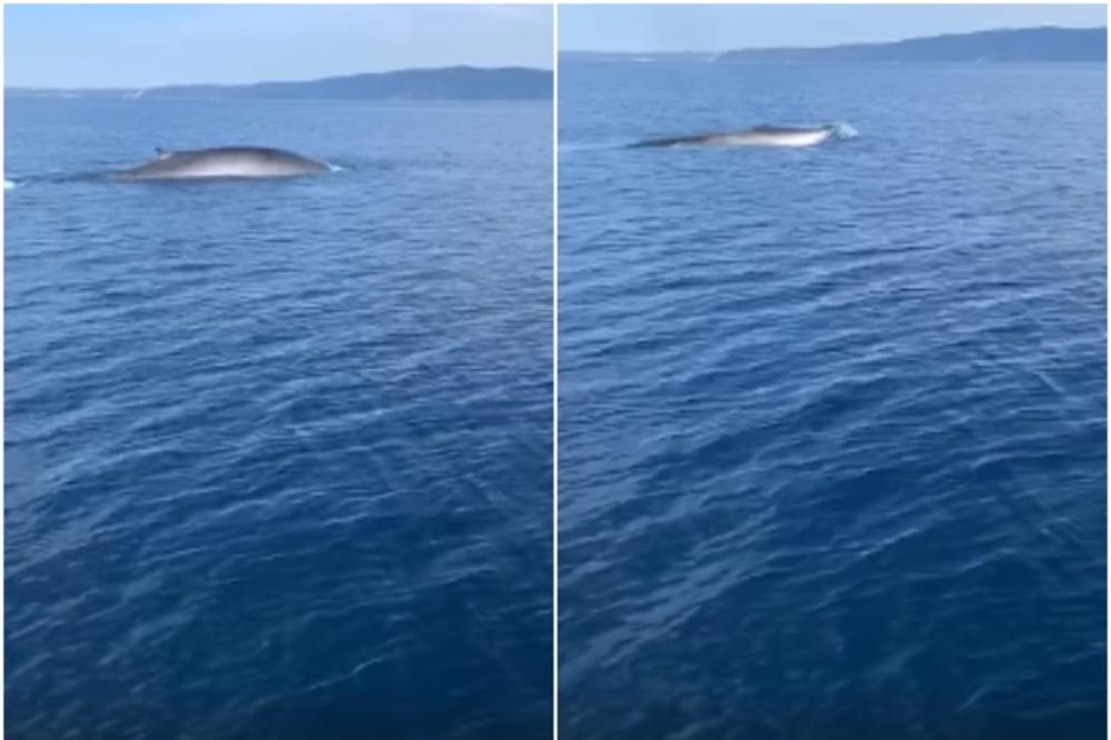 RIBARI SPAZILI DIVAN PRIZOR U JADRANSKOM MORU: Odjednom izronila grupa kitova (VIDEO)