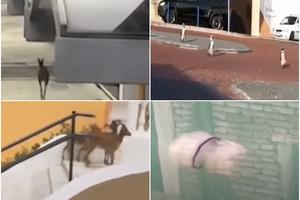 EVO ŠTA SE DESI KAD NIGDE NEMA LJUDI: Pingvini i koze na ulicama, a u Italiji snimljen sjajan prizor (VIDEO)