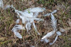 POMOR KOD BAČKE TOPOLE: Neko bacao otrovanu piletinu po njivi, gomila ptica stradala zbog toga!