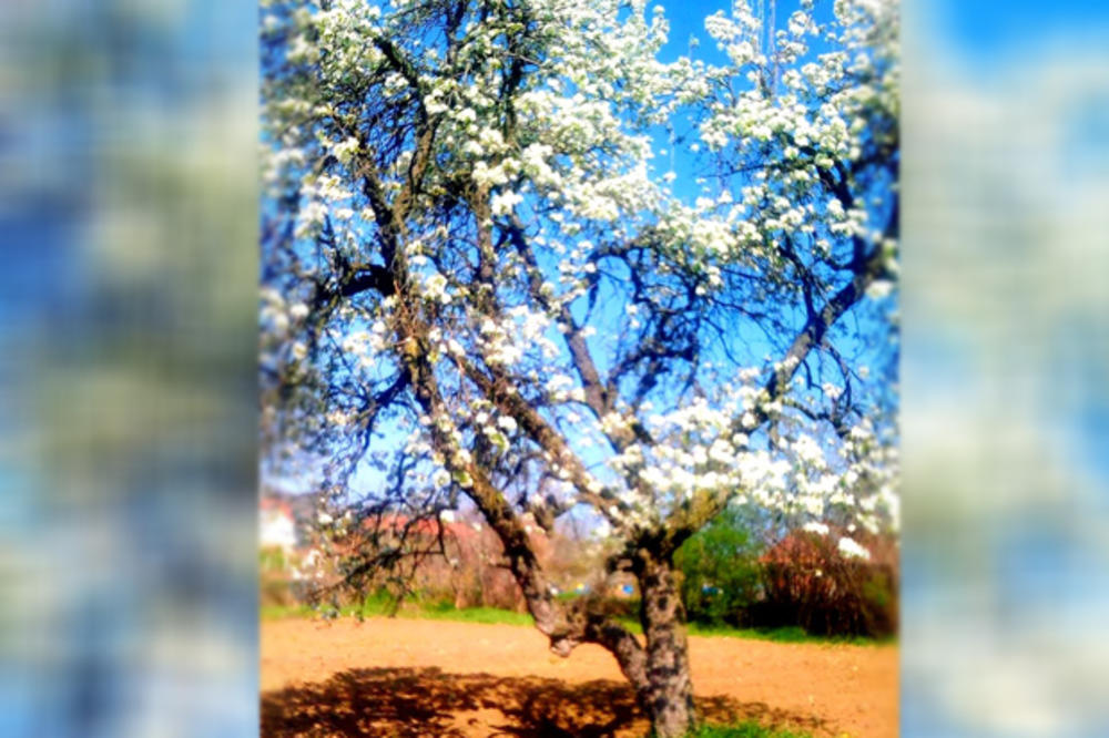 U RODNOM MESTU KARAĐORĐA CVETALA KRUŠKA STARA 110 GODINA: Aranđelovka nikada nije prskana, a svake godine rađa (FOTO)