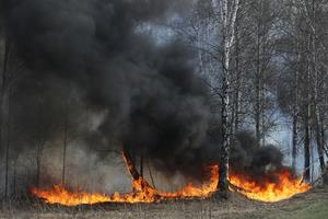 STRAVIČAN POŽAR U SIBIRU: Vatra zahvatila više od 25.000 hektara šume, u gašenju učestvuje preko 1.000 ljudi (VIDEO)