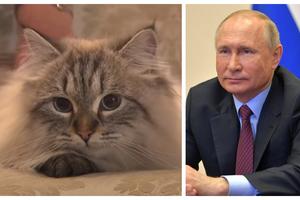 PUTINOV LJUBIMAC U KARANTINU: Sibirska mačka Mir u izolaciji zbog straha od korone