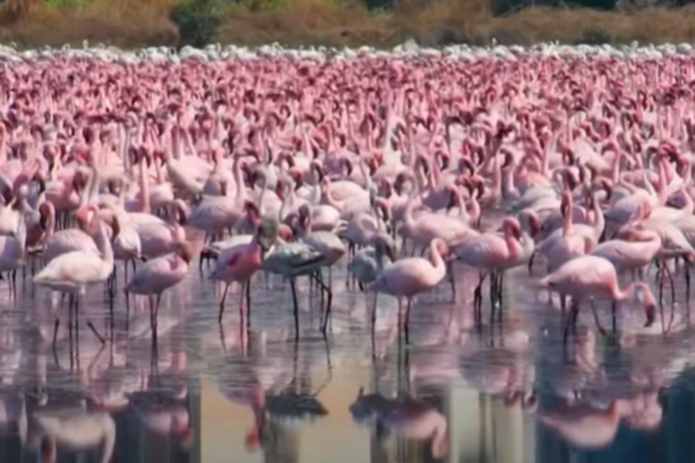 MUMBAJ DOBIO DIVNE BOJE DOK SU LJUDI U KARANTINU: Flamingosi preplavili grad, pogledajte sjajne prizore (VIDEO)