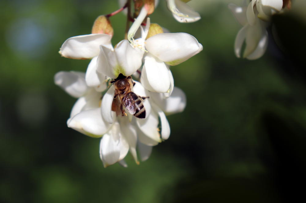 PČELE NAPALE DVA PČELARA: Mlađi pobegao u šumu, stariji umro od uboda