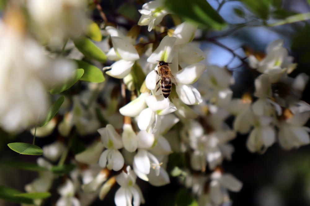 KORONA ZBUNILA I PČELE U POMORAVLJU: Bagrem procvetao nikad bolje, ali ga pčele nisu dočekale spremno (FOTO)