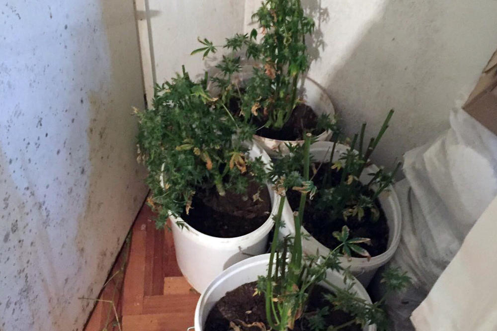 HAPŠENJE U SMEDEREVU: U kući osumnjičenog pronađeno 329 grama marihuane i nekoliko stabljiki