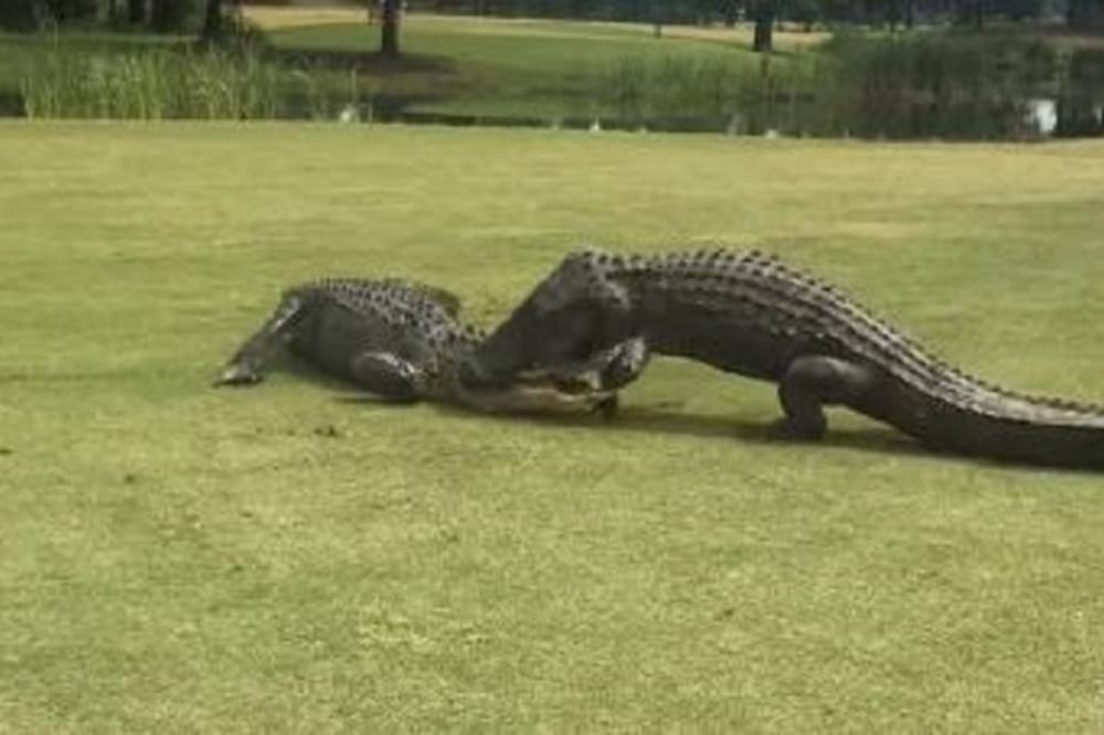 SUDAR TITANA NA GOLF IGRALIŠTU: Igrači se skamenili dok su se aligatori DVA SATA borili do smrti (VIDEO)
