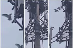 OVAJ SNIMAK TEORETIČARIMA ZAVERE DOKAZUJE SVE: Ptice u Australiji kidišu na toranj 5G mreže (VIDEO)