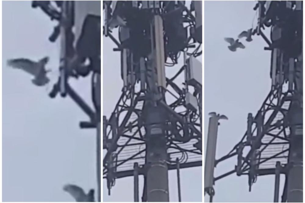 OVAJ SNIMAK TEORETIČARIMA ZAVERE DOKAZUJE SVE: Ptice u Australiji kidišu na toranj 5G mreže (VIDEO)