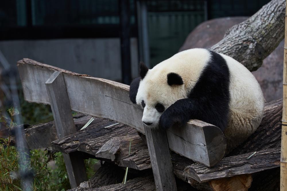 PANDA POBEGLA IZ KUĆICE VREDNE 24 MILIONA DOLARA: Mužjak viđen na kameri kako luta zoološkim vrtom u Kopenhagenu!