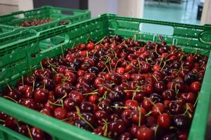 HOLANDIJA POVUKLA SA TRŽIŠTA VIŠNJE IZ SRBIJE: Smrznuto voće puno pesticida, rizik po zdravlje OZBILJAN