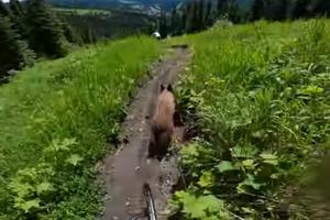BAJKERI NA TRASI NISU OČEKIVALI NJEGA: Kanadskim biciklistima na trasu iznenada upao medved! (VIDEO)