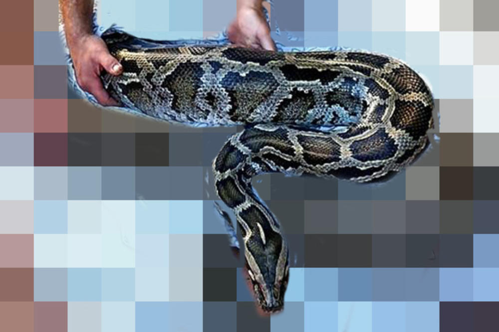 VRATITE MI MOG PITONA: Zagrepčanin kome je oduzet reptil od 5,5 metara ovako brani držanje čudovišta