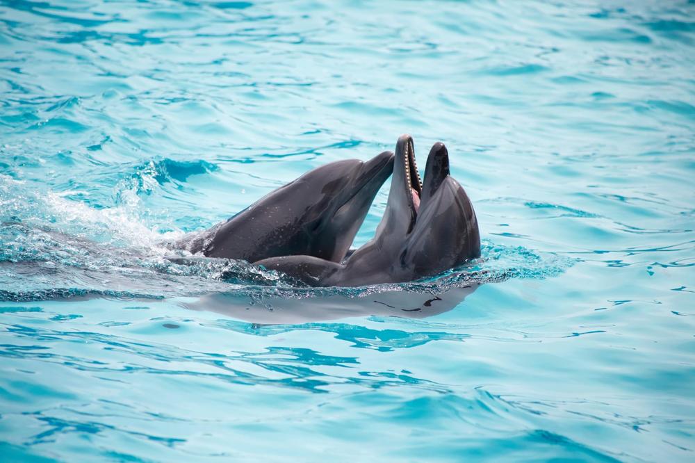 UŽIVAJU BEZ LJUDI: Razigrani delfini plešu kod Kotora! Koriste mirno more (VIDEO)