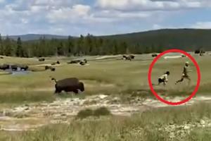 SAMO LEZI I PRAVI SE MRTVA: Devojku napao razjareni bizon ali je uspela da ga prevari kao na filmu! (VIDEO)