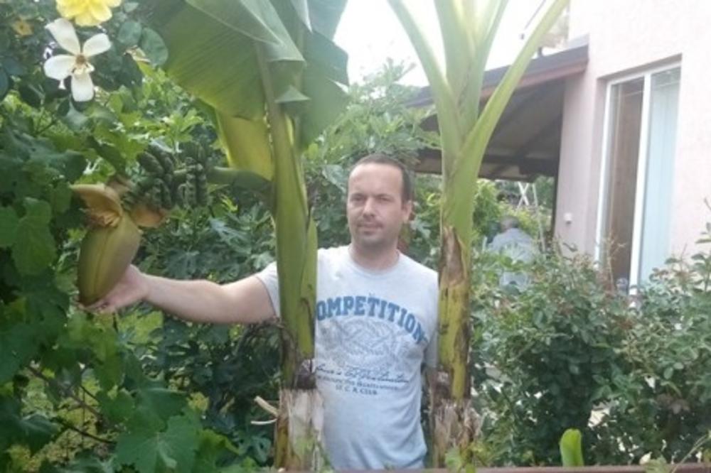 U TOPOLI RODILE BANANE: Pogledajte kako je kod Tomića u dvorištu! (FOTO)