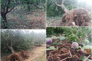 NEZAPAMĆENO U IVANJIČKIM SELIMA: Oluja počupala više od 30 stabala iz korena, čak i orah star više od pola veka FOTO