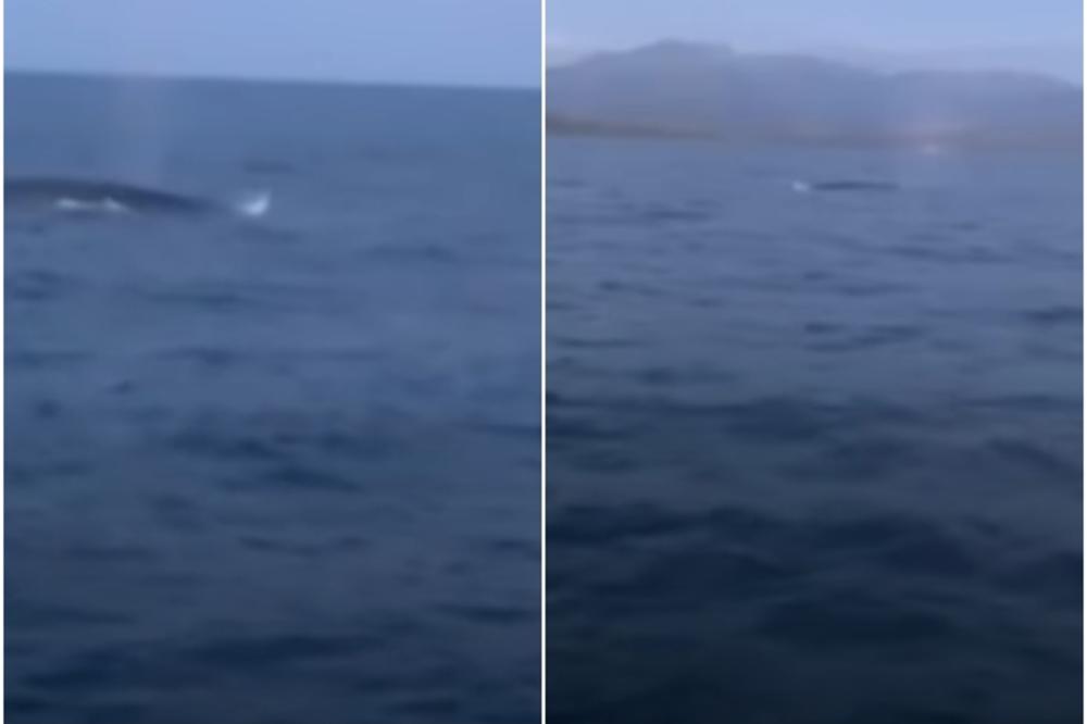 KIT STIGAO U VODE CRNE GORE: Posada broda snimila neobičan prizor (VIDEO)