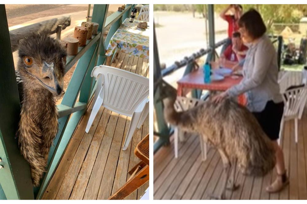 BEZOBRAZNI GOSTI IZBAČENI IZ PABA: Nije vic! Dva razmažena emua proterana iz kafane u Australiji! (VIDEO)