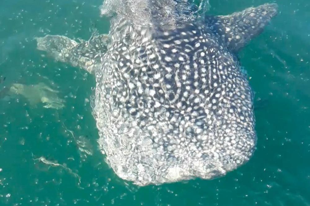 DRAMA U AUSTRALIJI: Ženu napala kit-ajkula dok je ronila u blizini koralnog grebena! Nesreća zabrinula turiste i vodiče