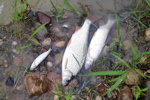 MISTERIOZAN POMOR RIBE U JADRU: Niko ne zna zašto je uginula riba u reci, a sada sve svodi na NAGAĐANJA!