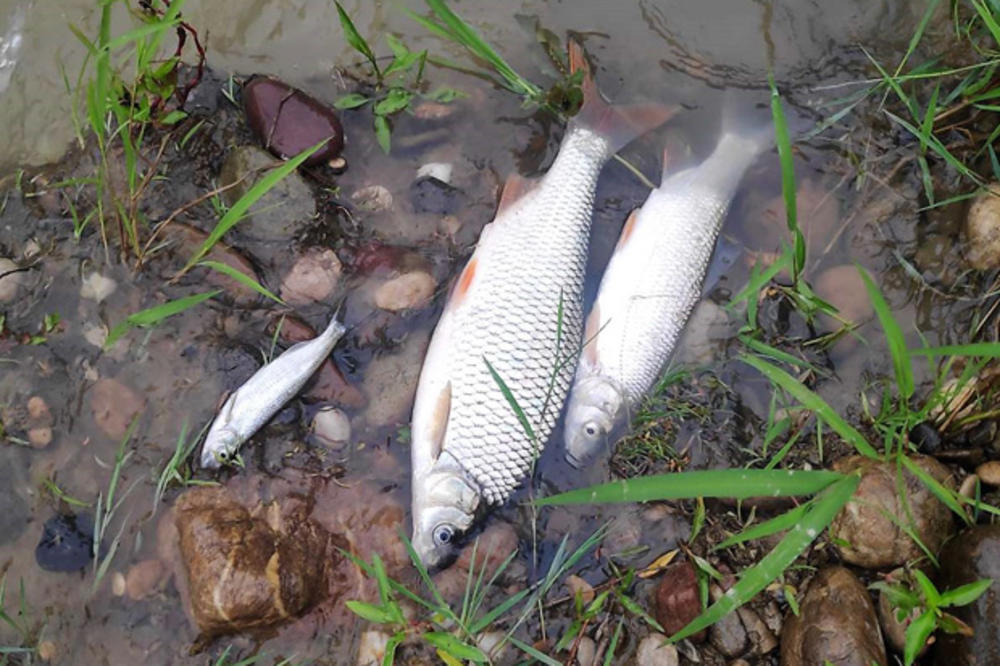 MISTERIOZAN POMOR RIBE U JADRU: Niko ne zna zašto je uginula riba u reci, a sada sve svodi na NAGAĐANJA!