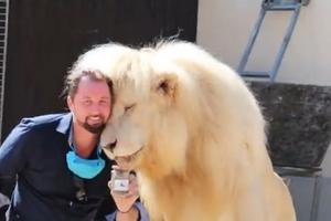 BIZARNO! POSAO IM BAŠ CVETA! Prodaju tegle lavljeg izmeta, košta samo 5 €, a nećete verovati čemu služi (VIDEO)